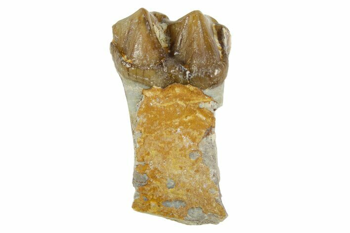 Fossil Horse (Mesohippus) Jaw Section - South Dakota #365255